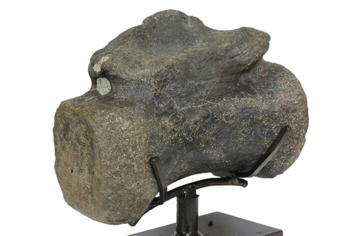 Tyrannosaur (Daspletosaurus?) Caudal Vertebra - Montana #145168